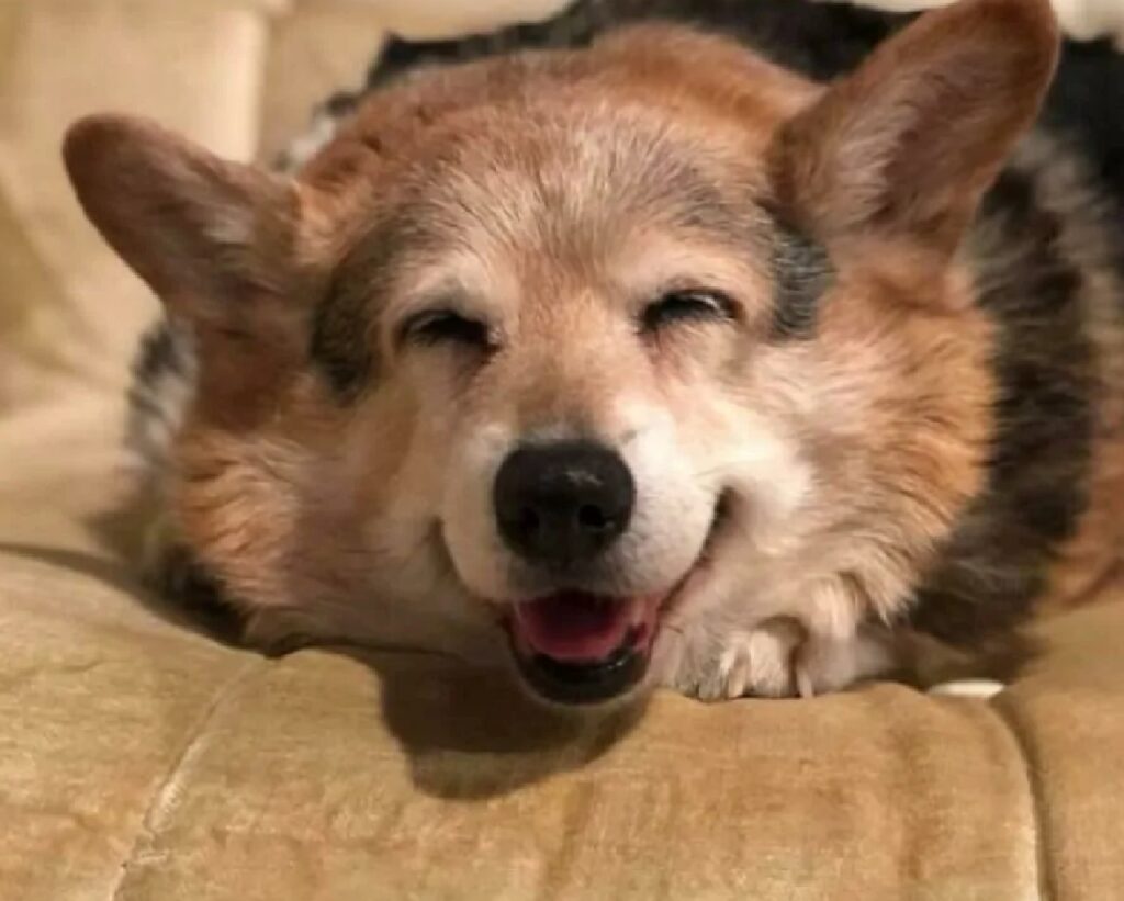 cane anziano sempre felice