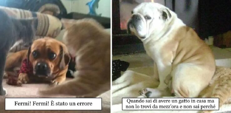 legame cani gatti visto da altra parte