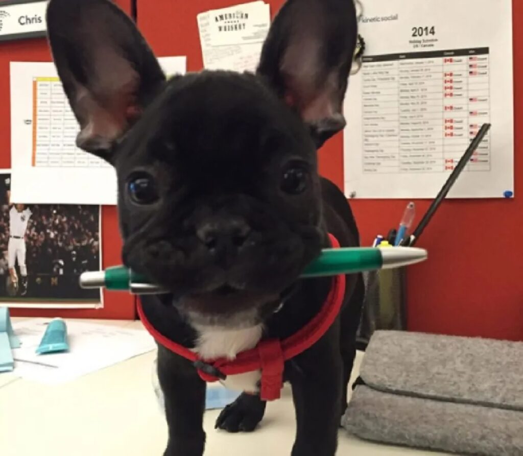 cane bulldog tiene una penna