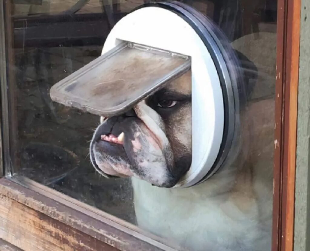 cagnolino forse bloccato