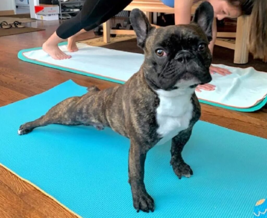 cane pratica yoga