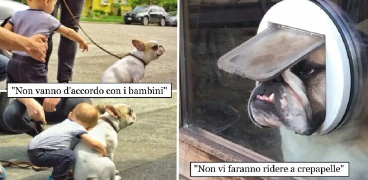 cani bulldog che devono sfatare miti