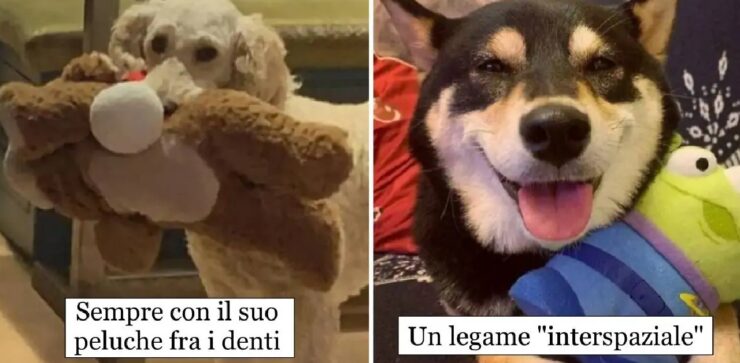 cani che rendono unico il natale