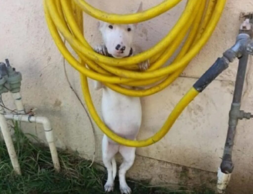 cane tubi gialli acqua