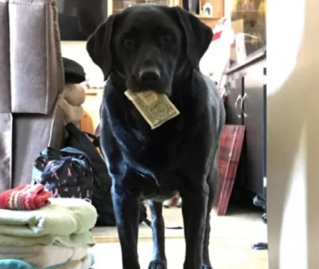 cagnolino nero soldi in bocca