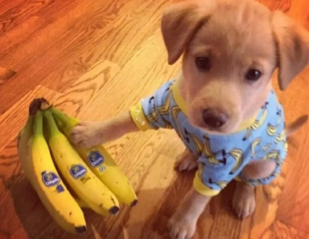 cane mette zampa su banane