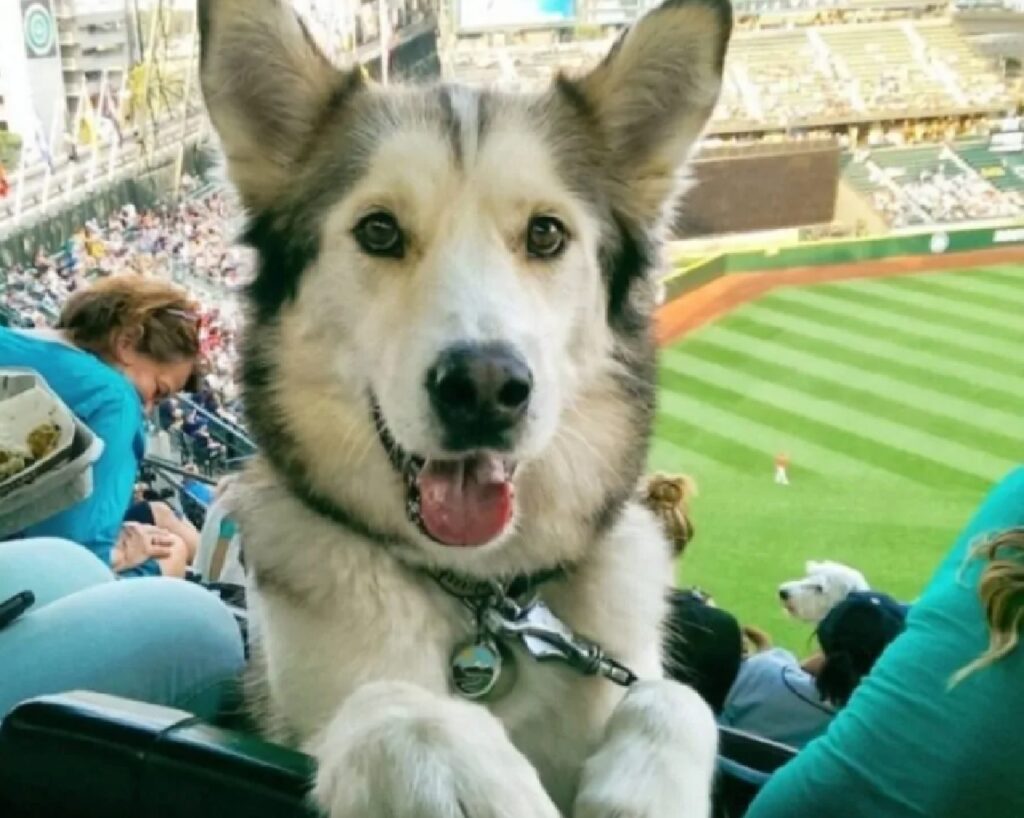 cane husky partita stadio