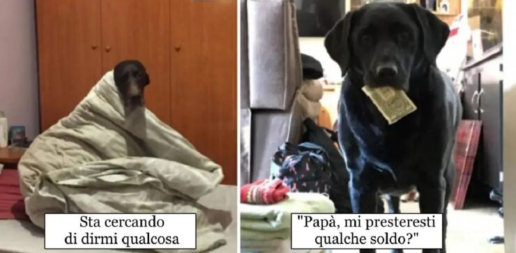 cani che vogliono interagire con mamma e papà