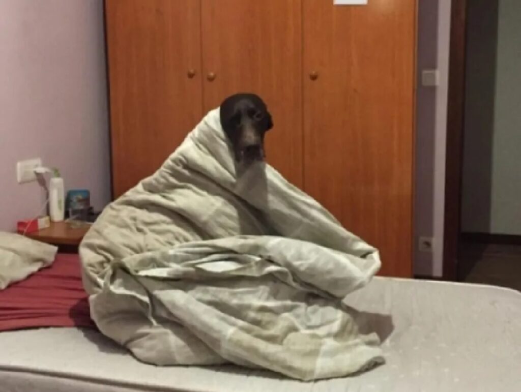 cane con coperta grande
