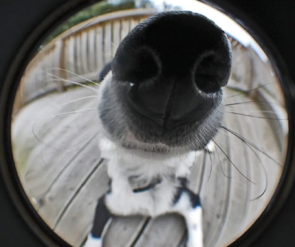 cane spioncino della porta