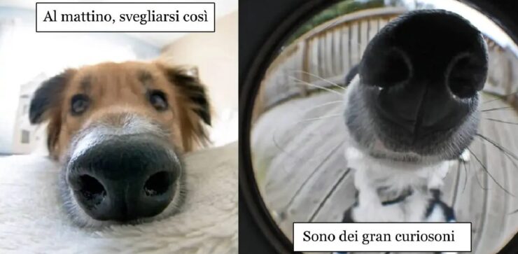 cani che devono sapere ogni cosa