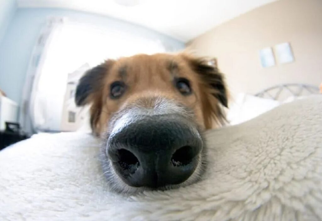 cane poggia muso sul lenzuolo