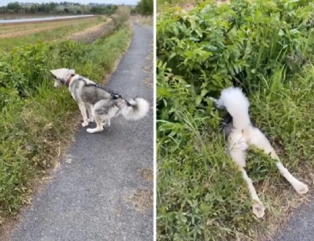 cane si getta nell'erba alta