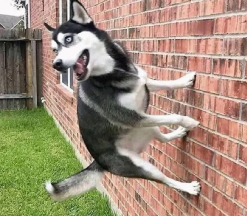 cane salta sui muri