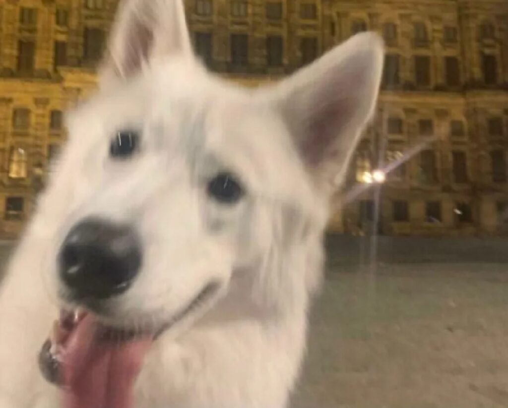 cagnolino bianco sorriso