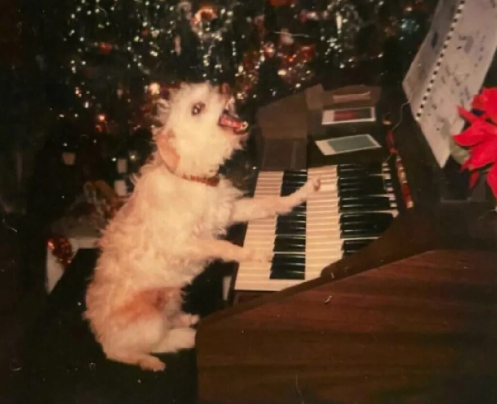 cane ottimo suonatore di pianoforti