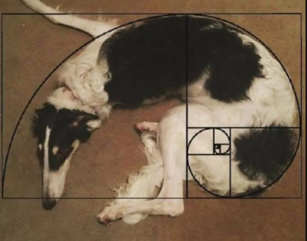 cane forma geometrica precisa