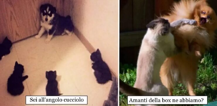 cani che hanno da ridire su gatti