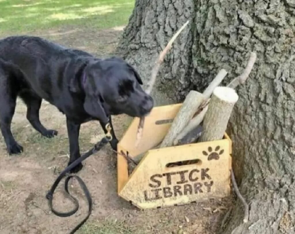 cane prende in prestito bastoni