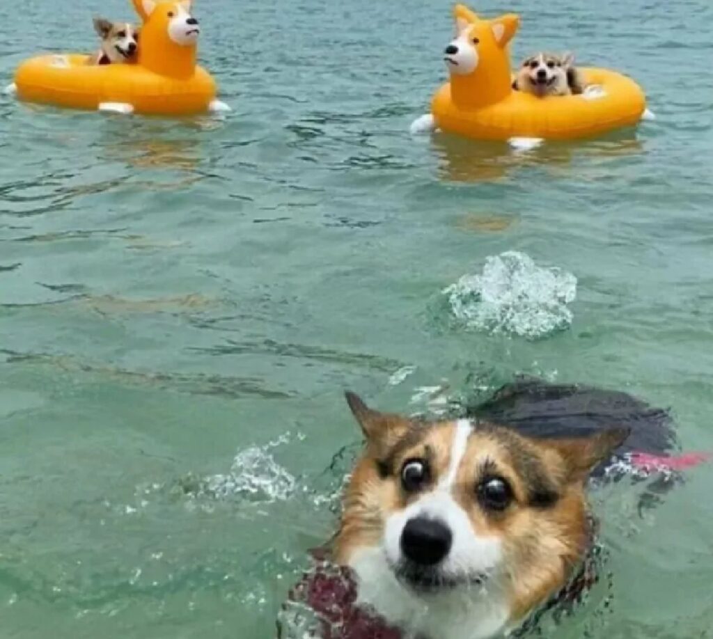 cane corgi papere alle spalle