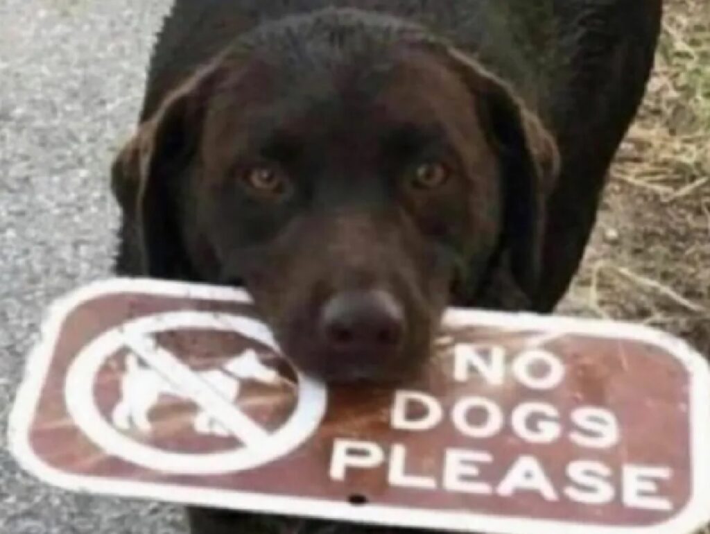 cane cartello avviso