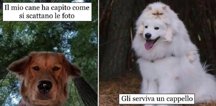 cani che devono sempre sperimentare