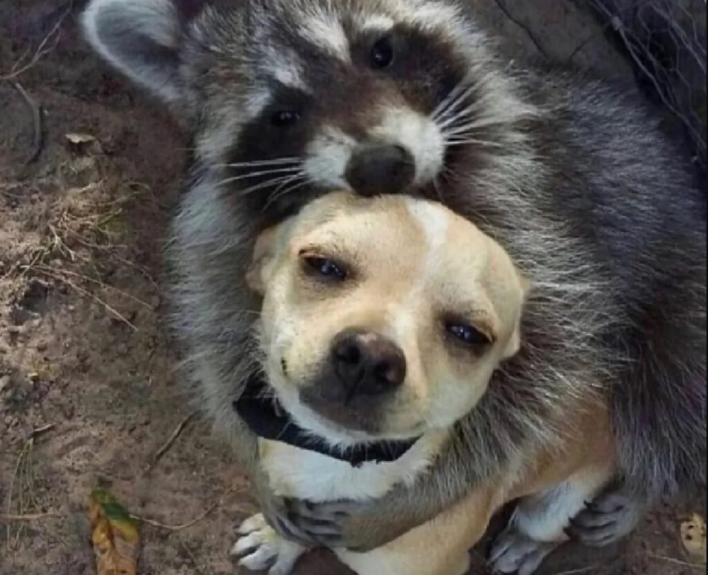 cagnolino abbracciato da procione