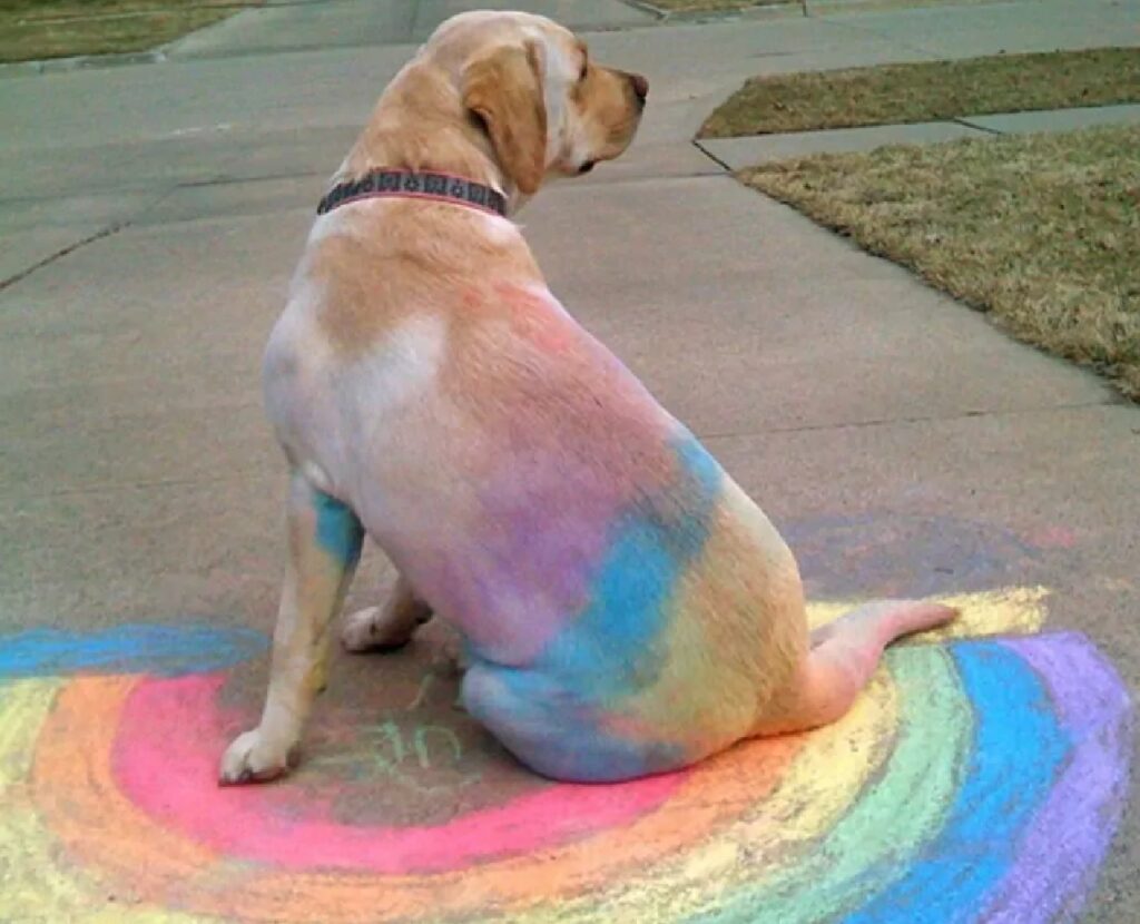 cane sull'arcobaleno