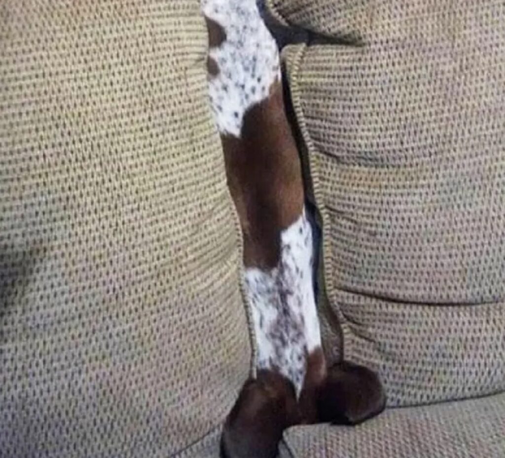 cane blocca fessura divano
