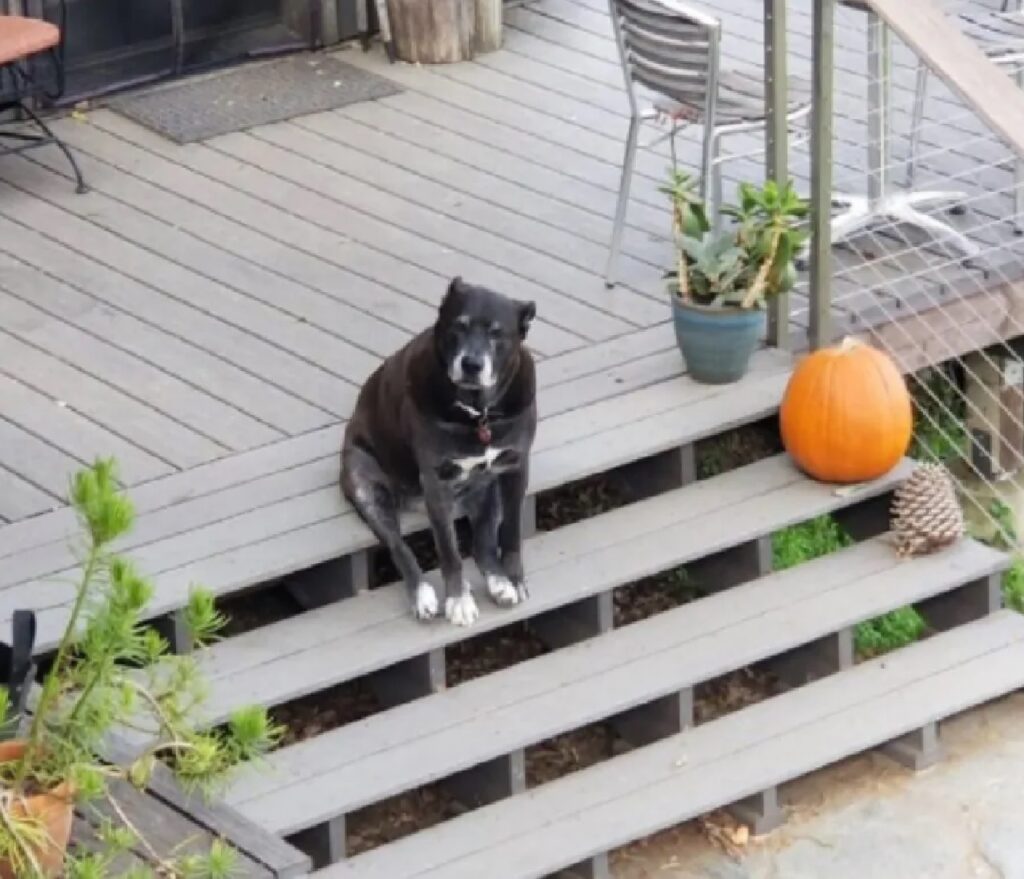 cane siede su scalinata