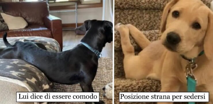 cani che reputano la comodità un optional