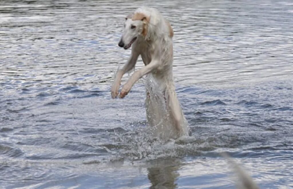 cagnolino salta in acqua