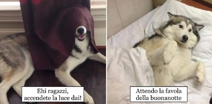 cani che sanno cosa devono fare per essere simpatici
