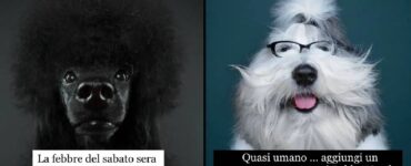 cani che sarebbero in grado di comunicare con gli occhi
