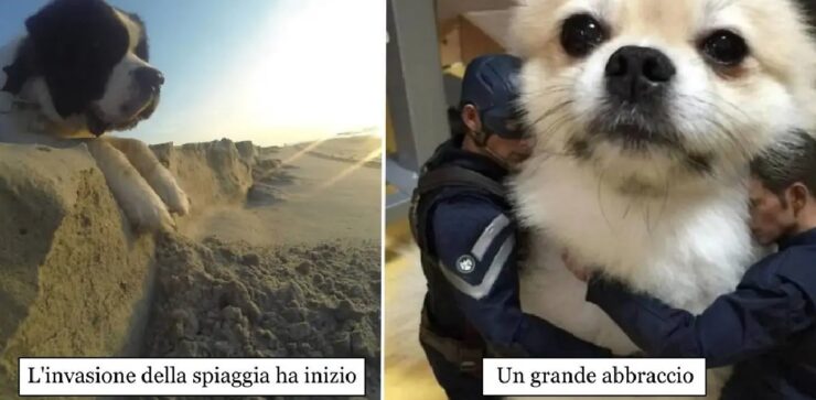 cani davvero troppo grandi