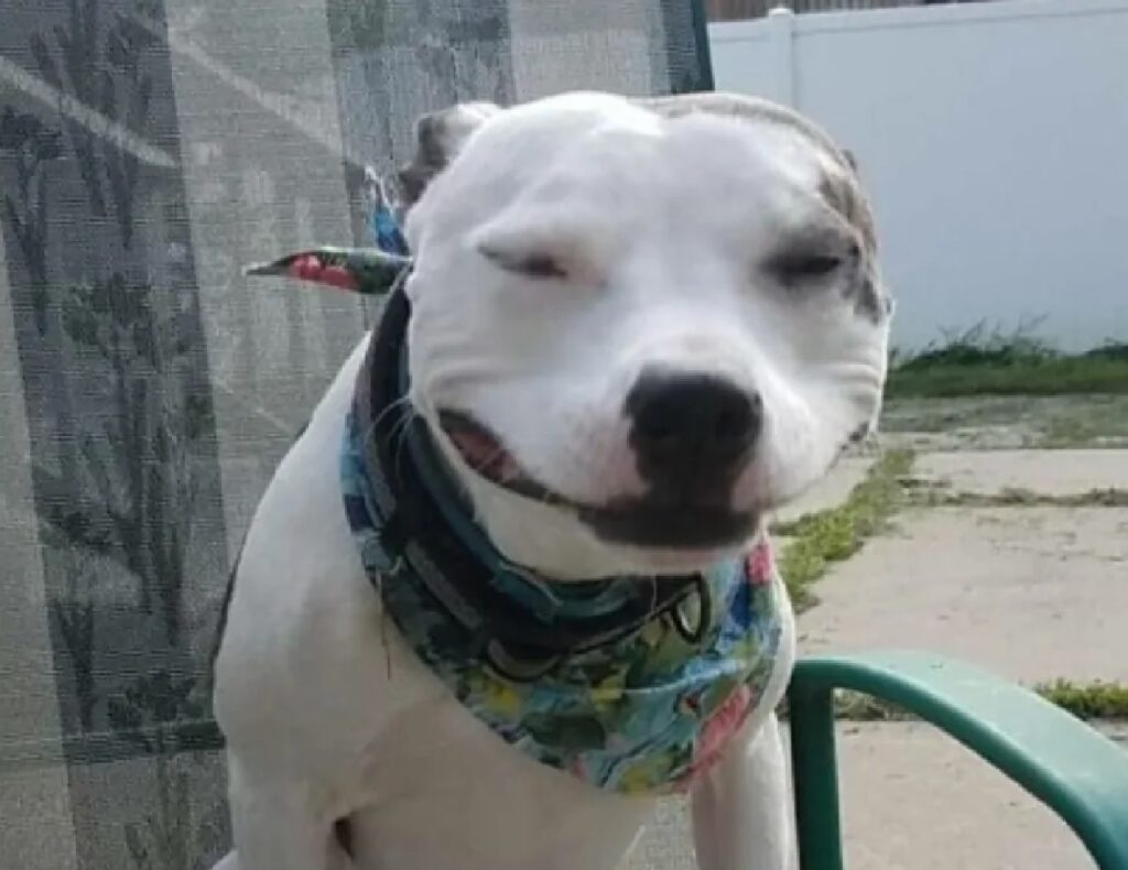 cane sorriso beffardo