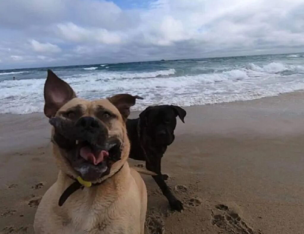cani giocano in spiaggia