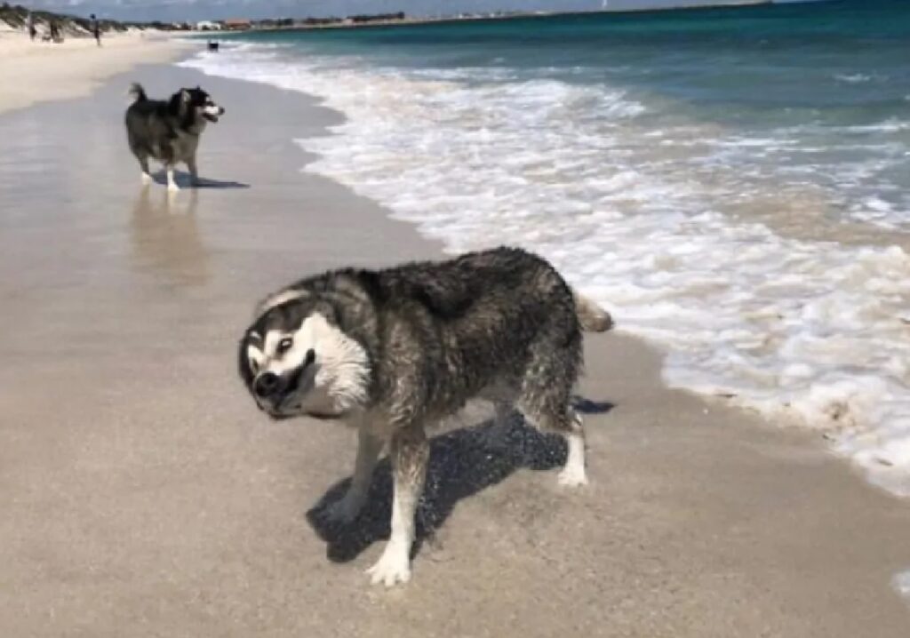 cane si scrolla acqua di dosso