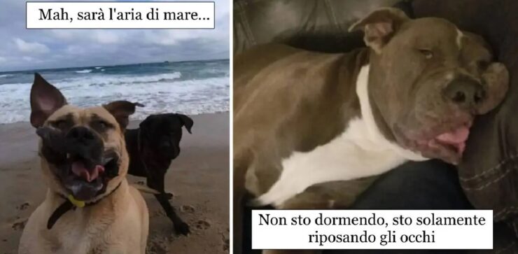 cani che fanno facce strane per divertimento