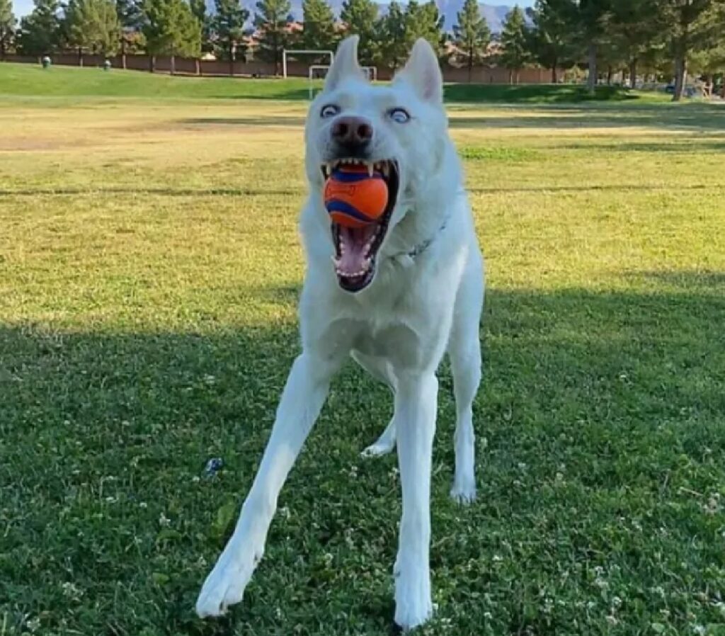 cane prende al volo la palla