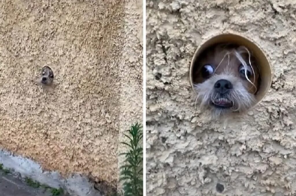 cagnolino dentro buco muro