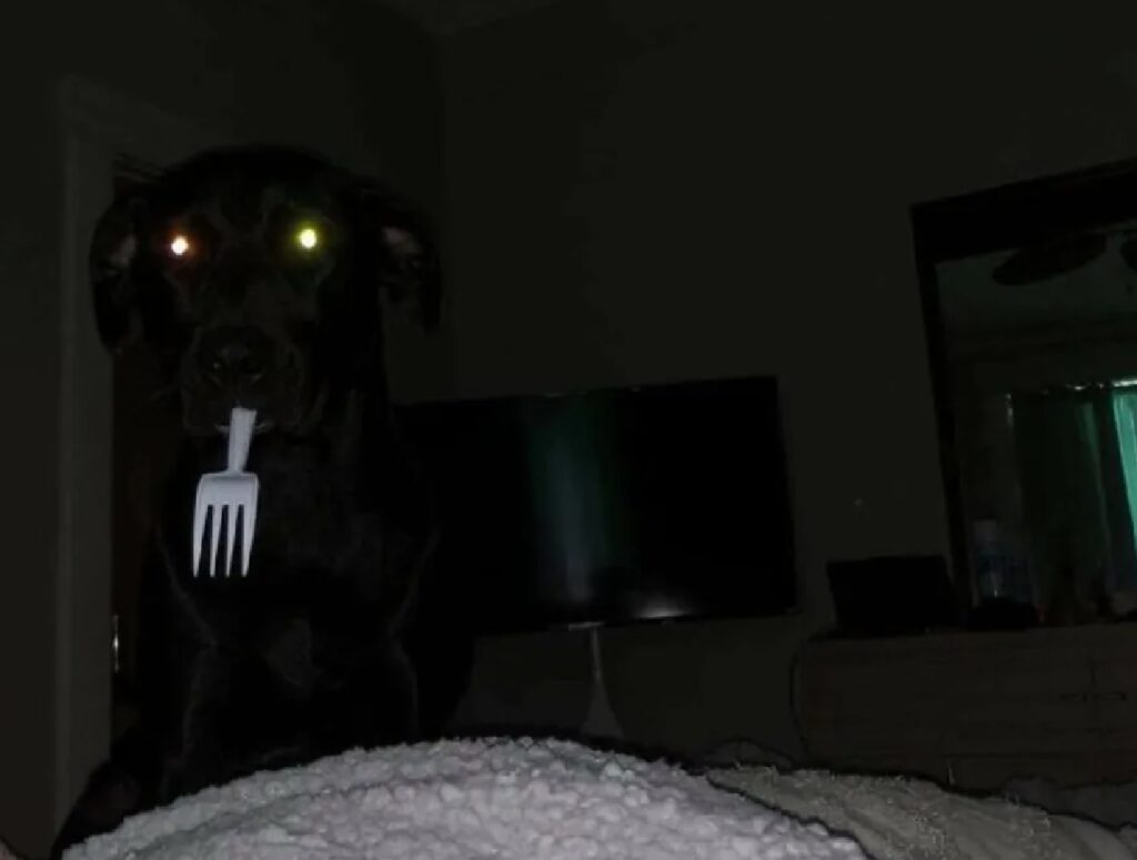 cane nell'oscurità