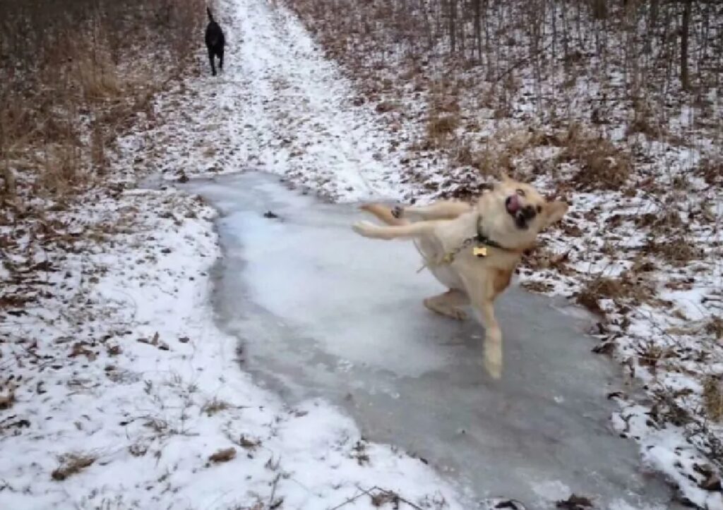 cane scivola sul ghiaccio
