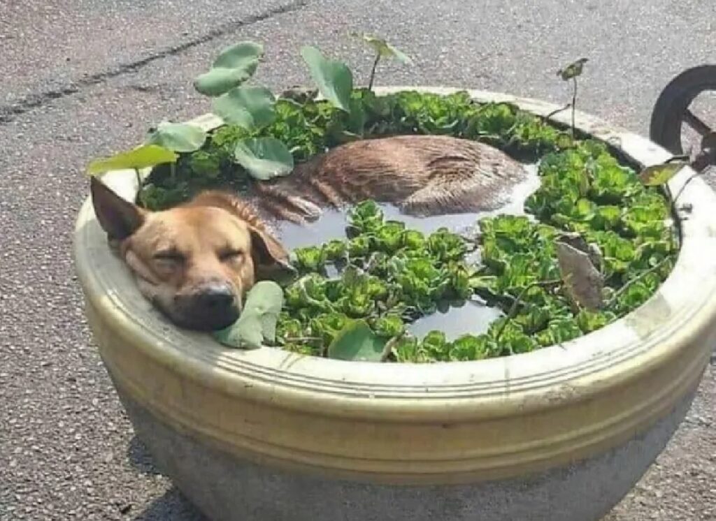 cane vasca con acqua e piante