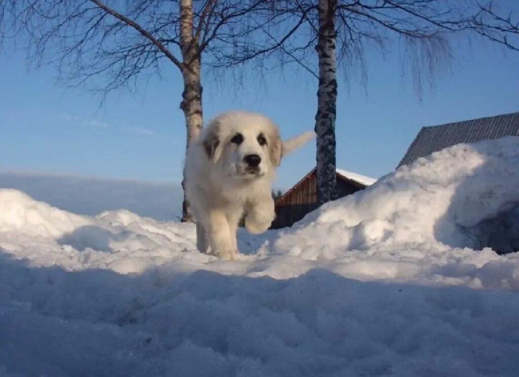 cane passeggia sulla neve