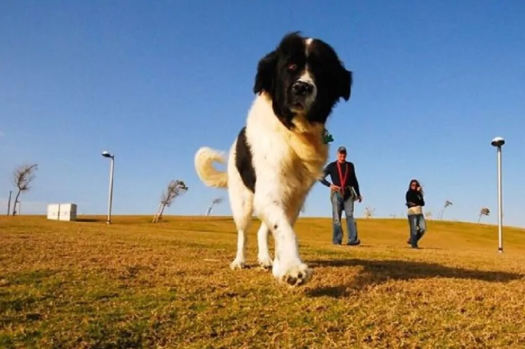 cagnolino pelo bianco e nero