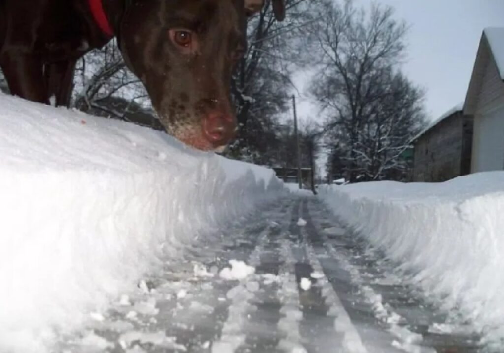 cane grande quanto strada