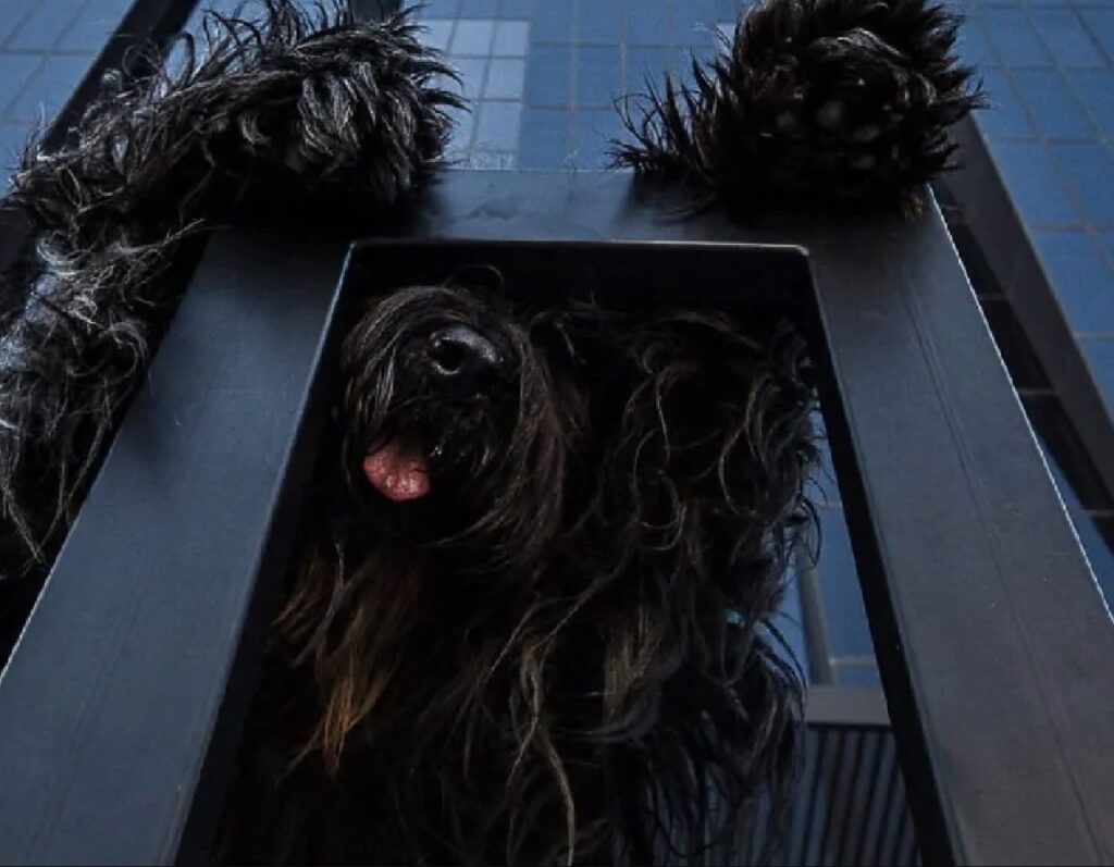 cane nero davanti palazzo