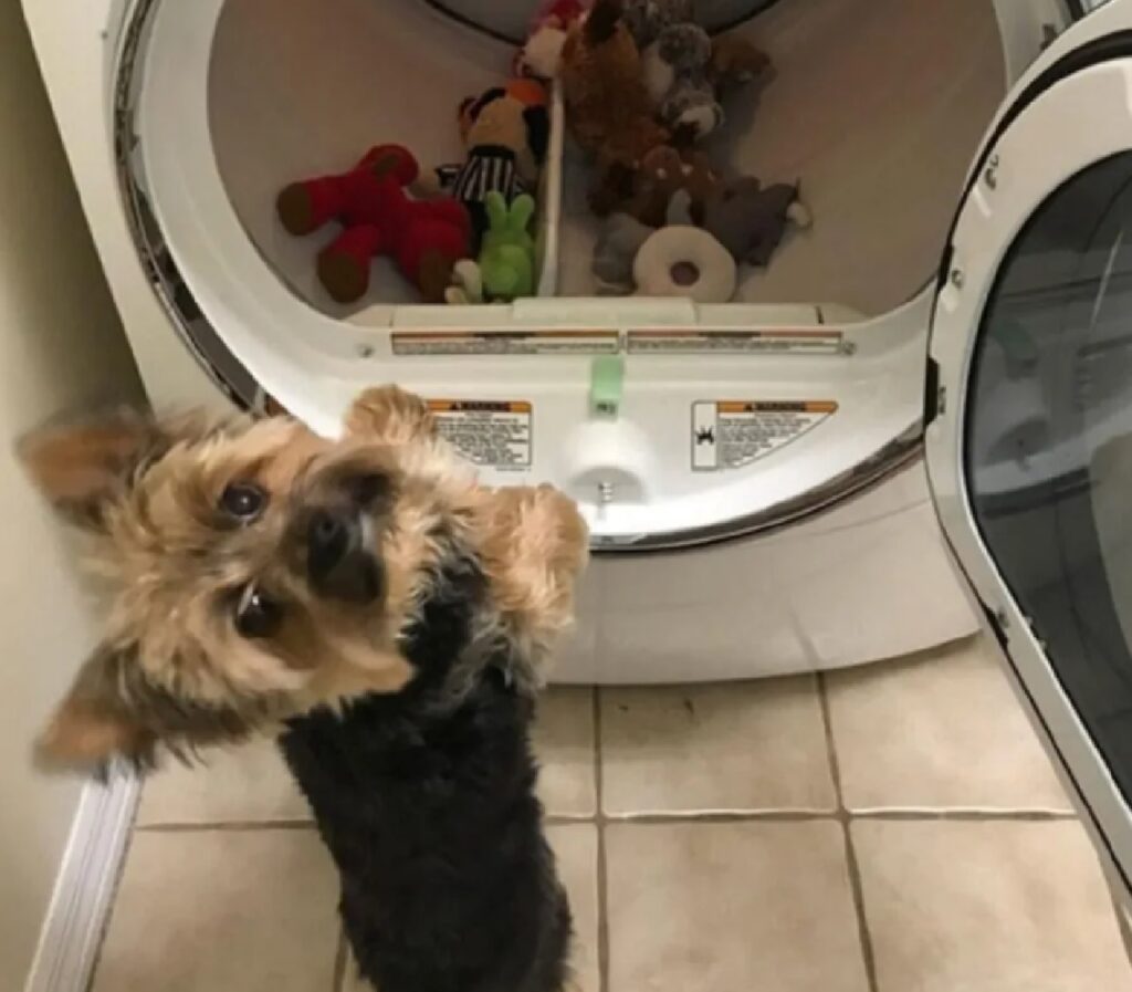 cagnolino triste per giochi a lavare