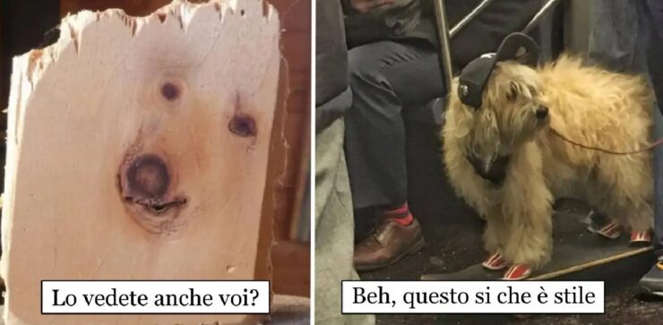 cani che vogliono rendere felici le persone